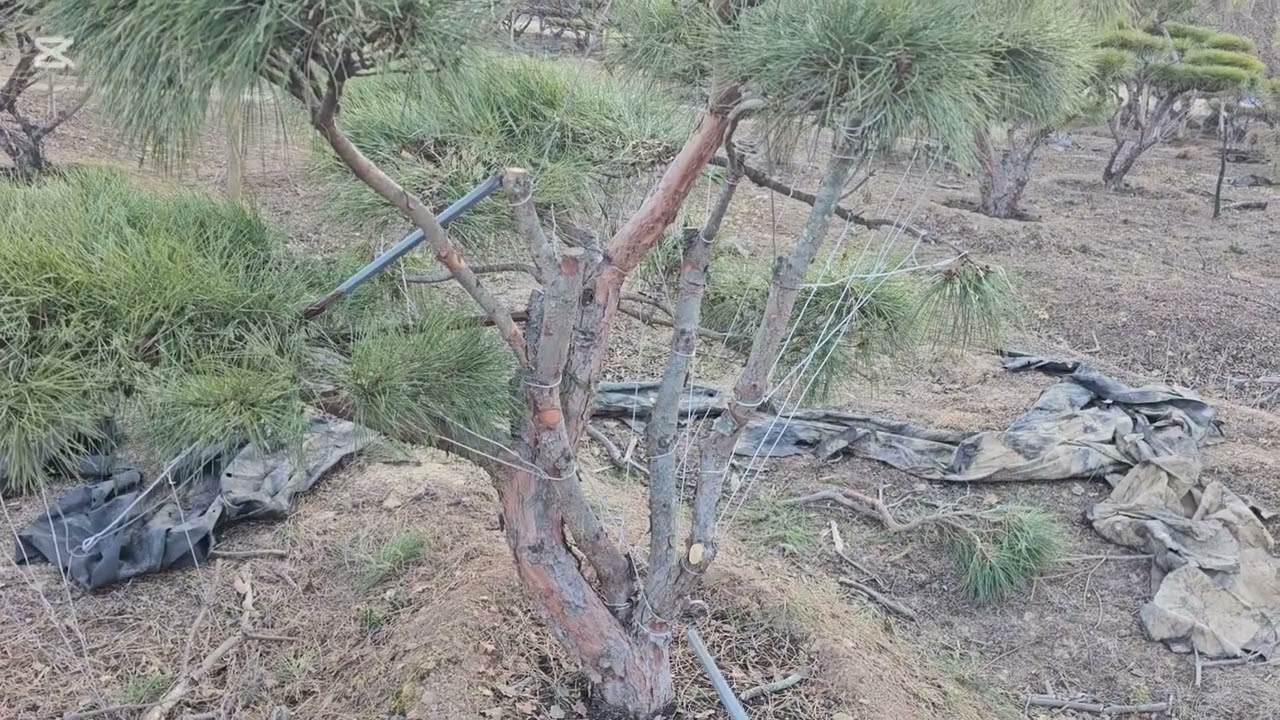 예쁜소나무 3일차 growing pinetrees