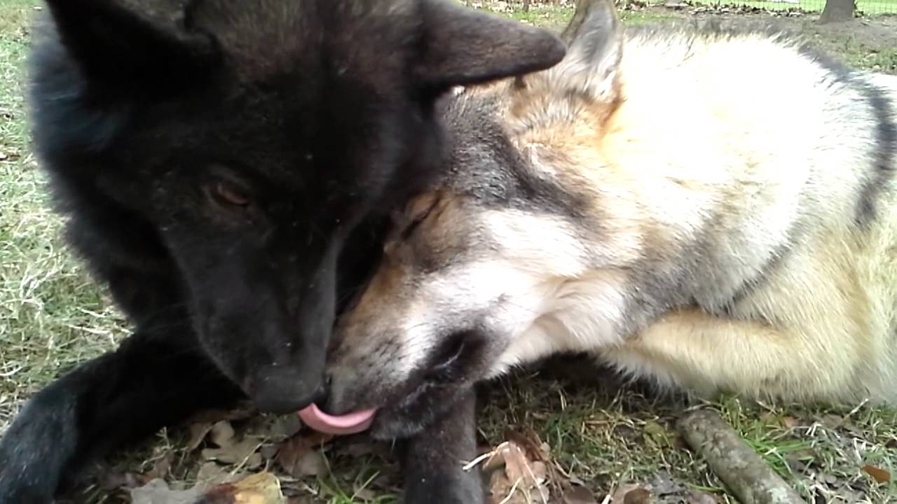 Woofer Whine Fest
