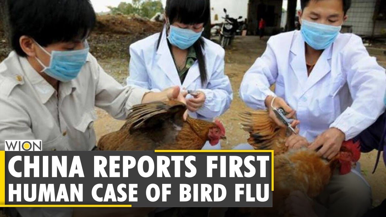 First case of human infection with H10N3 bird flu found in China | English World News | WION News