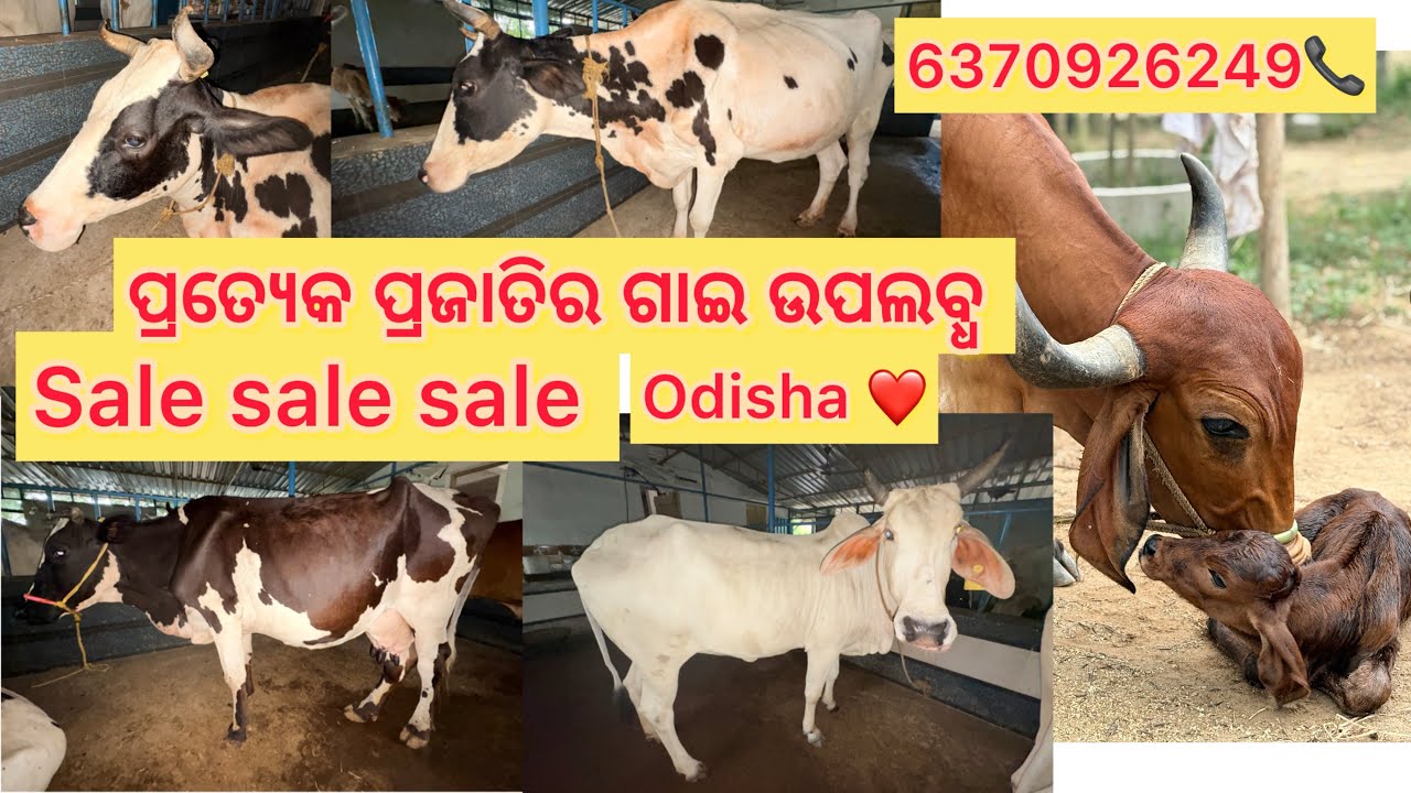 My Dairy Farm 📞 6370926249 | Gir |Tharparker| Holstein Available SALE SALE SALE #sales  #viralvideo