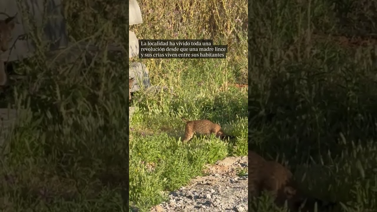 Los linces hacen de un cementerio de Jaén su casa