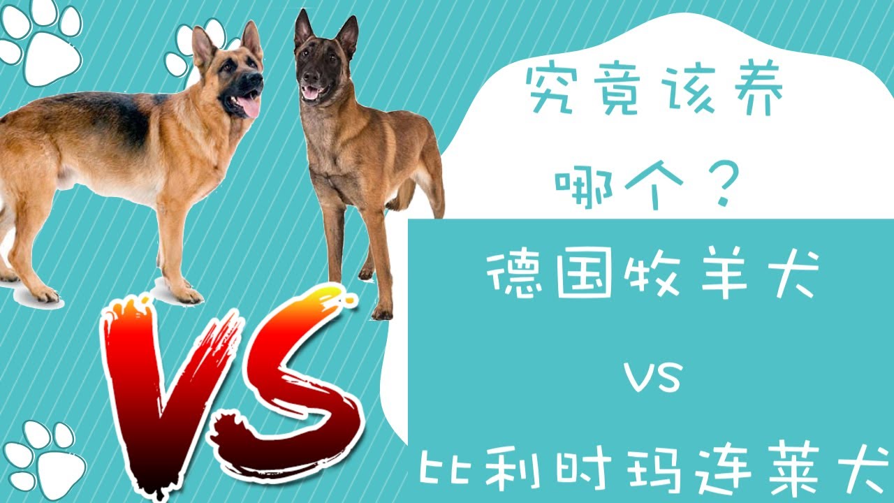 德国牧羊犬vs比利时玛连莱犬，究竟该养哪个？德牧对比马犬