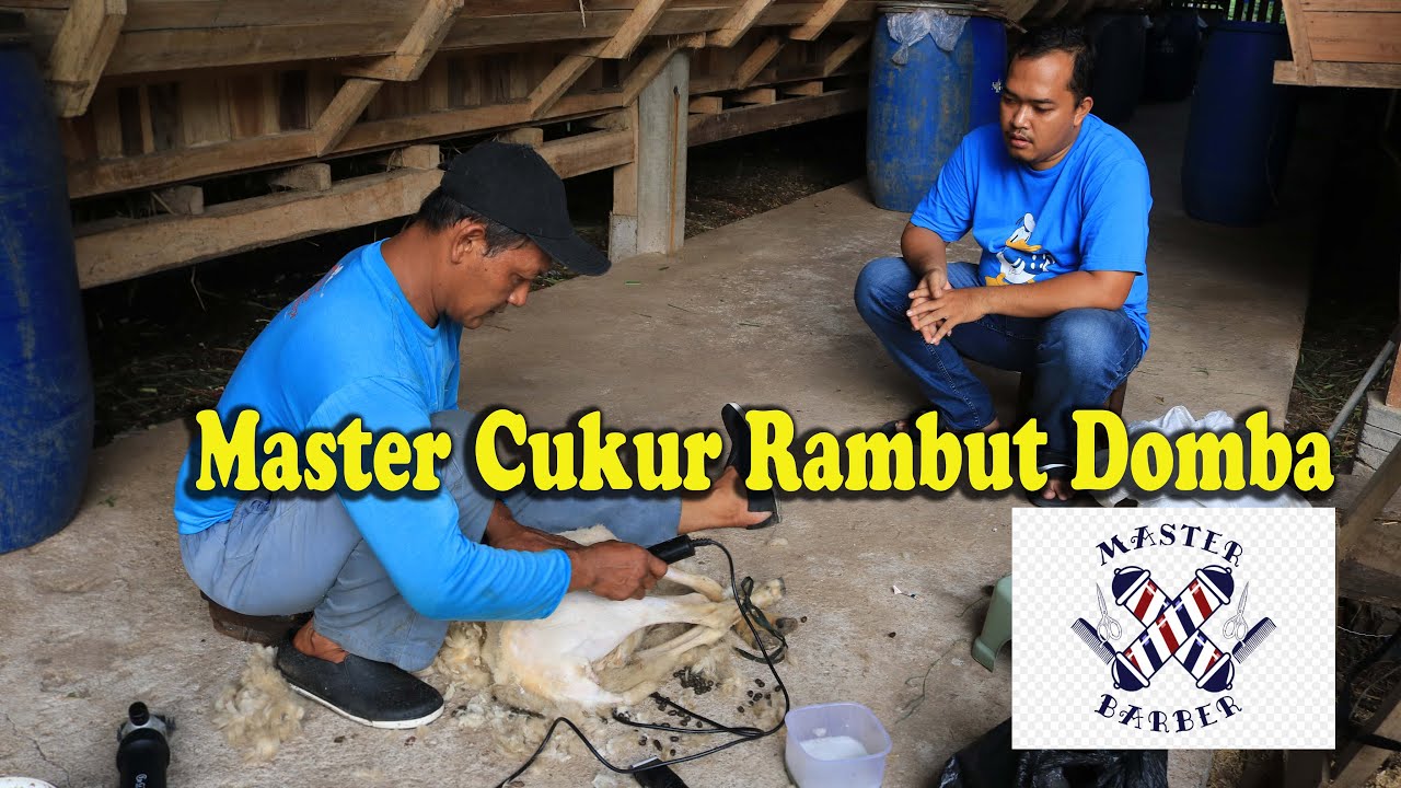Cukur Rambut domba, salah satu kunci rahasia penggemukan domba