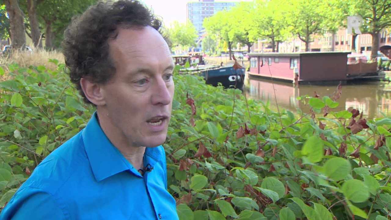 Schiedam waarschuwt voor 'moeder aller onkruid'
