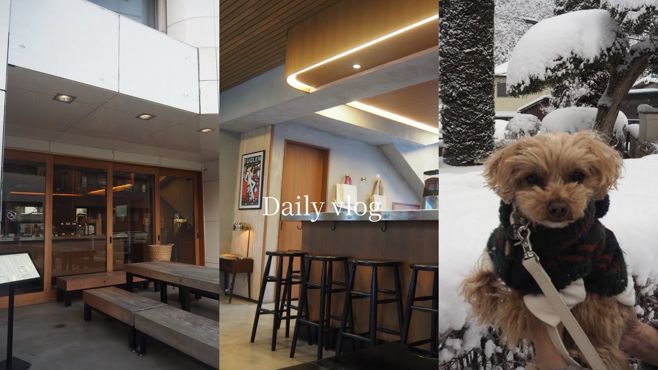 OLの日常vlog🥑| 愛犬と過ごす休日 | カフェモーニング| #社会人vlog #olの休日 #vlog #マルプー #cafe #カフェ巡り #puppy 