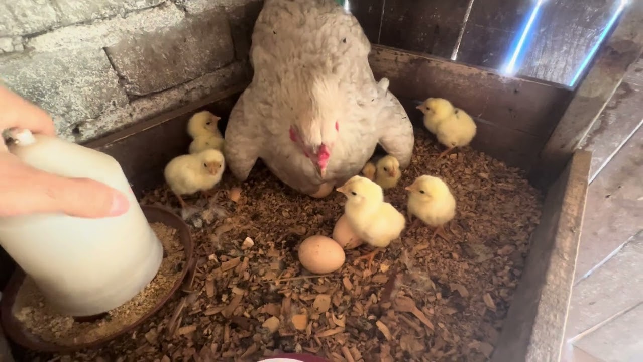 Bu sezon bereketli başladı maşallah. Civcivler peşi sıra geliyor 🥚🐣🐥🐥🐥🐥🐥
