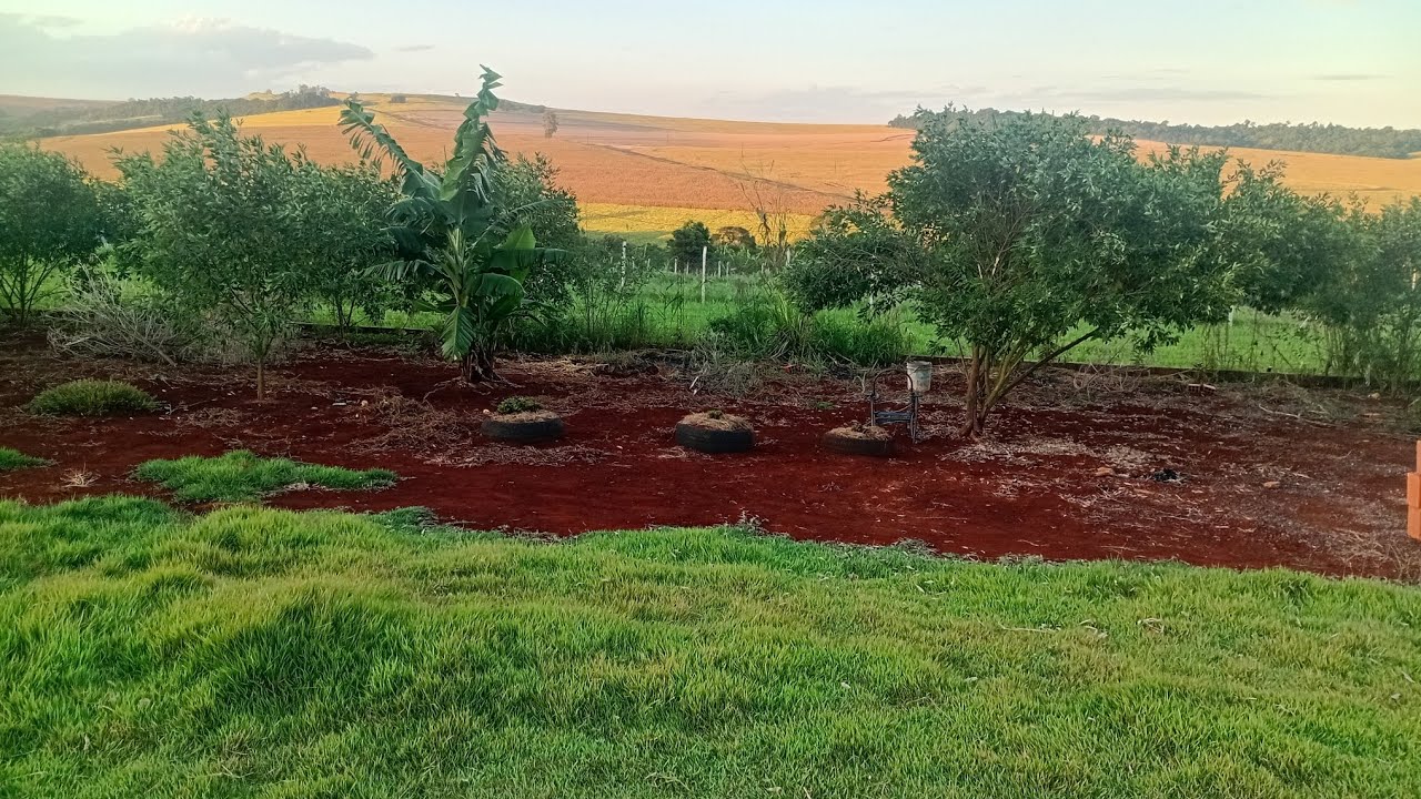 Rotina  de trabalho  na chácara  🌿/ dia de replantar  às mudas de rosas do deserto 🌱😍