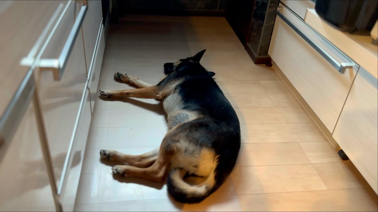 愛犬の容態と今後のお話について【ジャーマンシェパード】