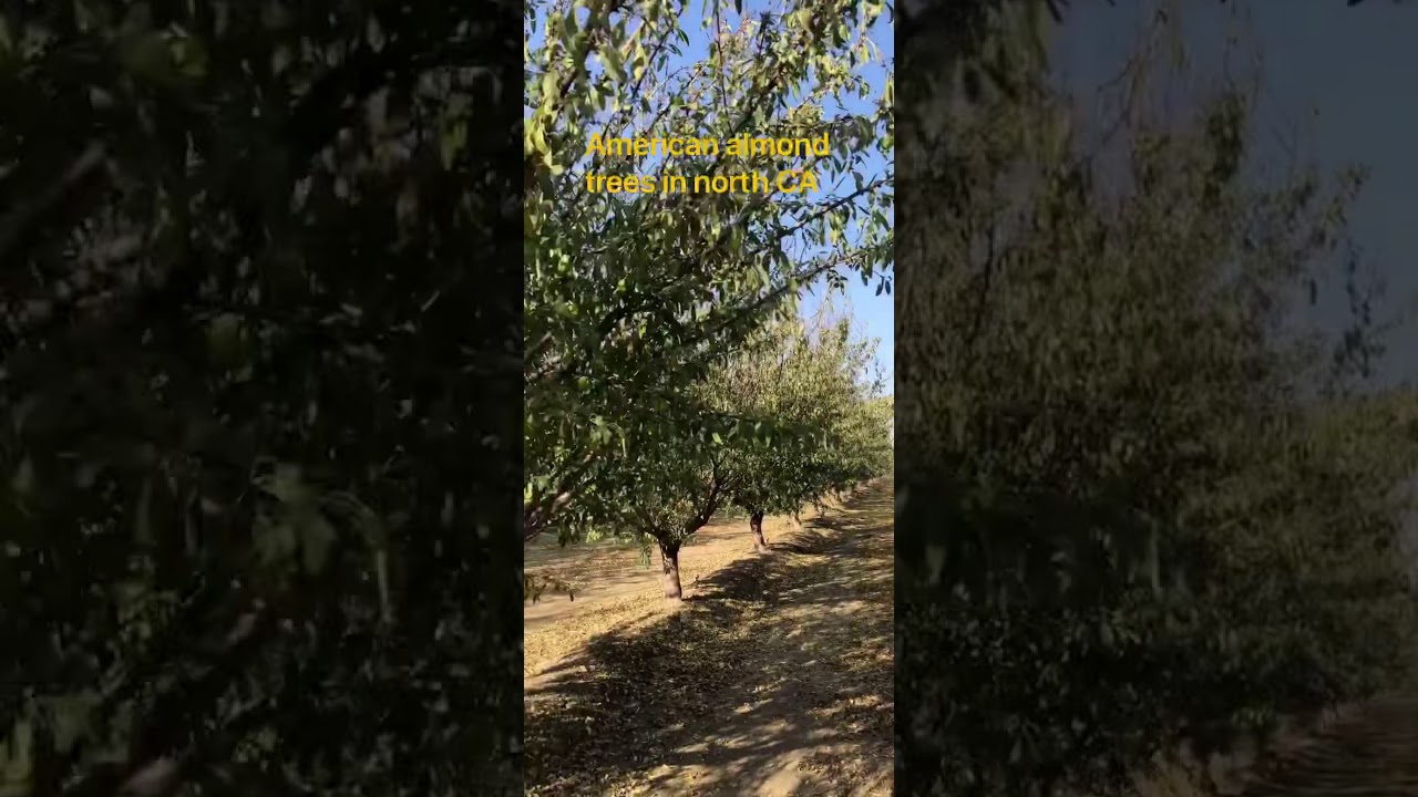 北加州的美国大杏仁树