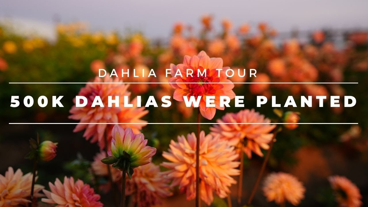 Dahlia Tour: 500,000 Dahlias Planted! 🌸Meet The Farmer Series: Swan Island Dahlias