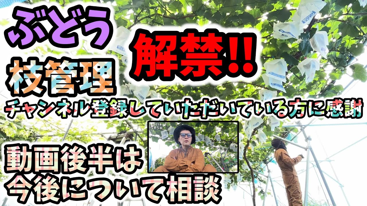 【🍇ぶどう】果粒軟化期(満開45日後)の枝管理と、もうすぐチャンネル登録3000人だから…【156回目】佐賀県吉野ヶ里町でシャインマスカットなど果樹栽培日誌＃ぶどう栽培#シャインマスカット