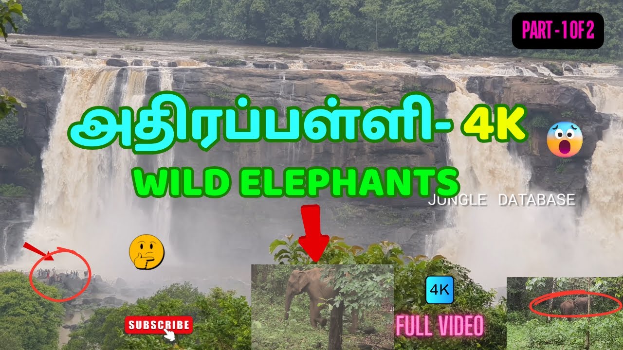 PART 1 Athirapally I WIld Elephants 4K 😍அதிரும் அதிரப்பள்ளி - தண்ணீர் அருந்த வரும் யானை கூட்டம் 😱