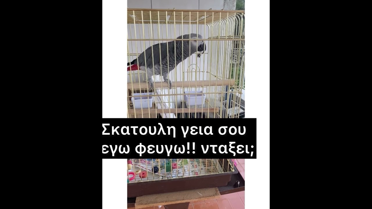 Παπαγαλος ζακο μιλαει