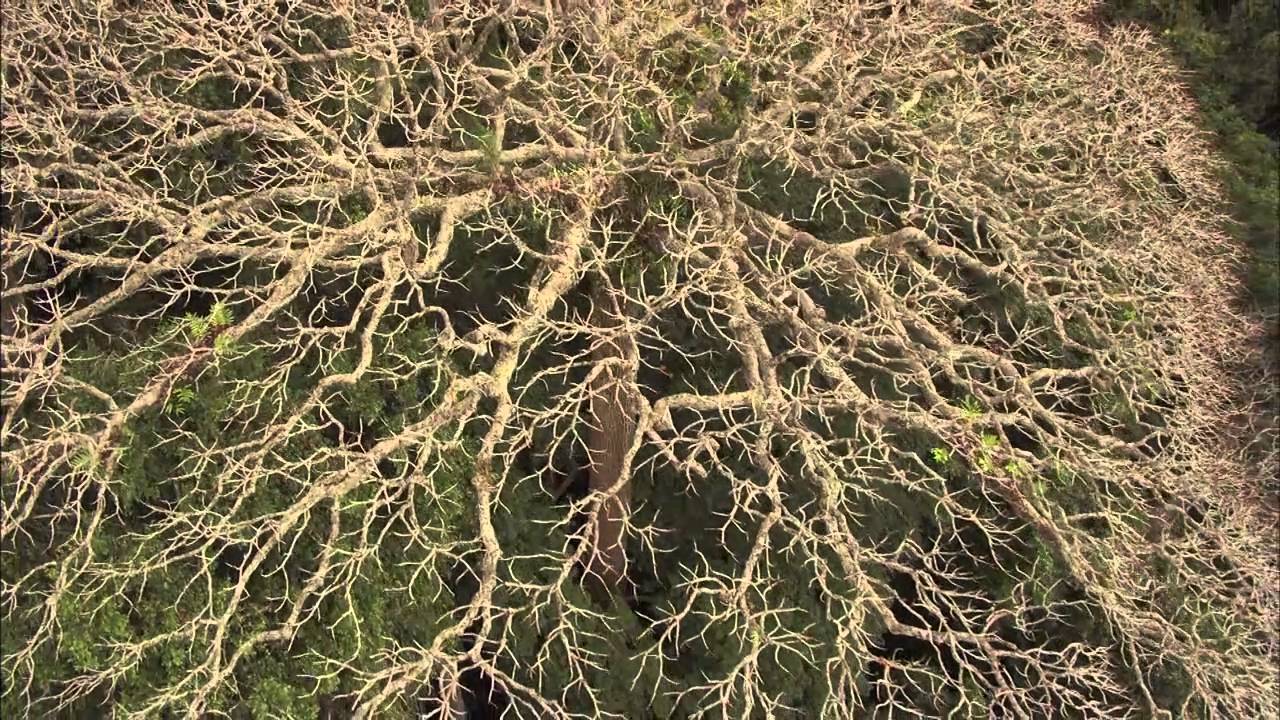 Des Forêts et des Hommes [FR]