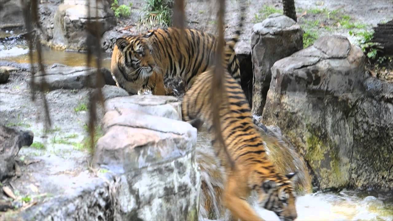 Malayan Tiger Conservation at the Palm Beach Zoo