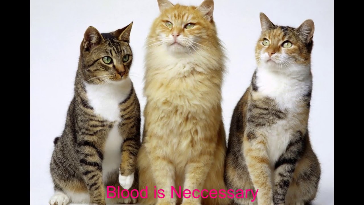 Fleas &  Scabs How to Deal with them