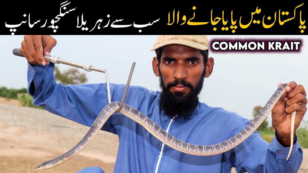 Common krait documentary - Highly venomous snake of Pakistan and India