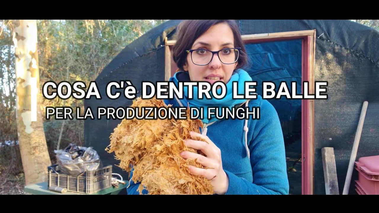 cosa c'è dentro la balla per la produzione dei funghi?