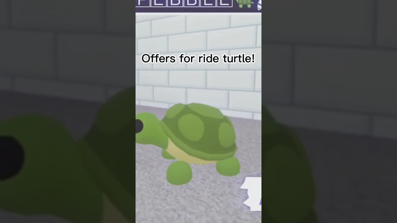 Offers for ride turtle!
