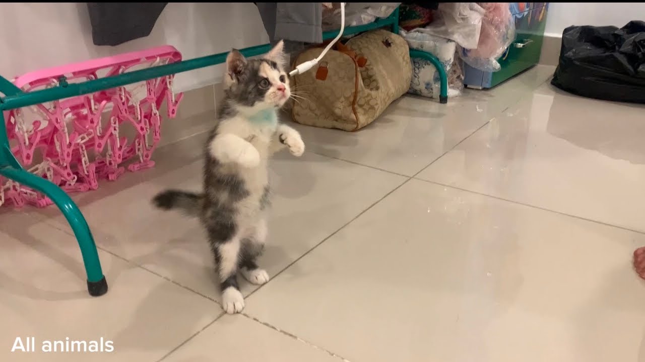 Cat is smart; it can even stand!