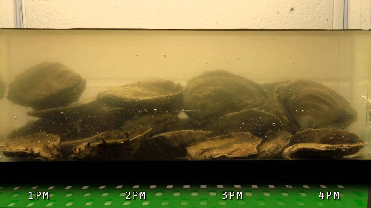 MBL Scientist Demonstrates How Oysters Filter Water