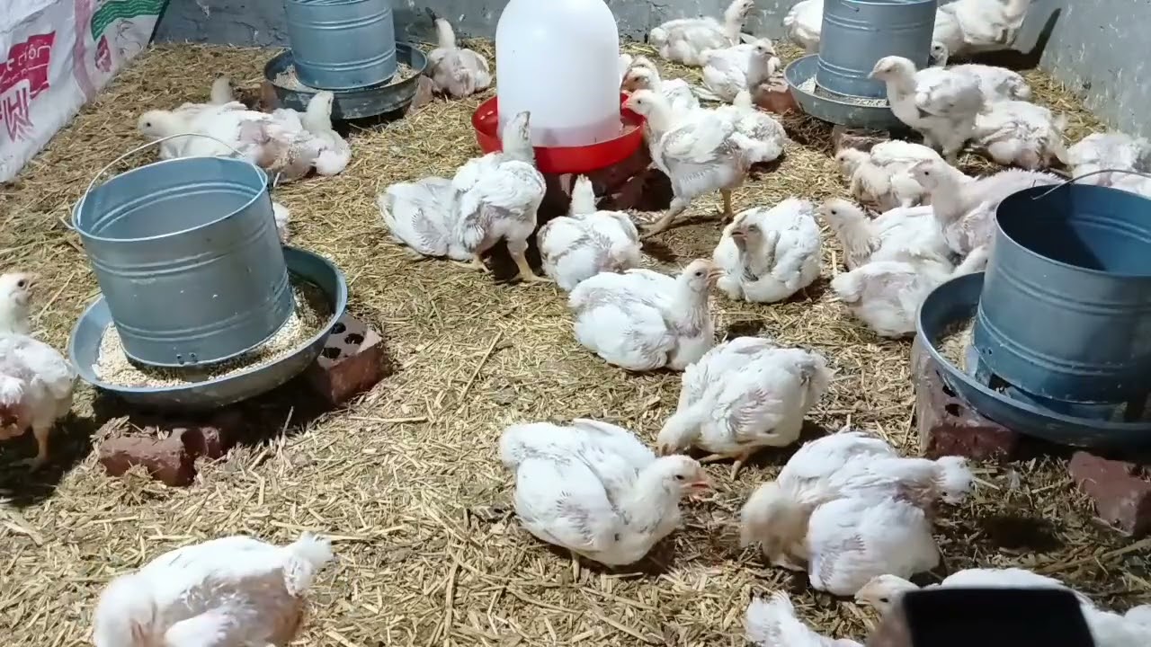 مشكلة كبيره في فراخي وحلها غير متوقع عمر الفراخ 26 يوم