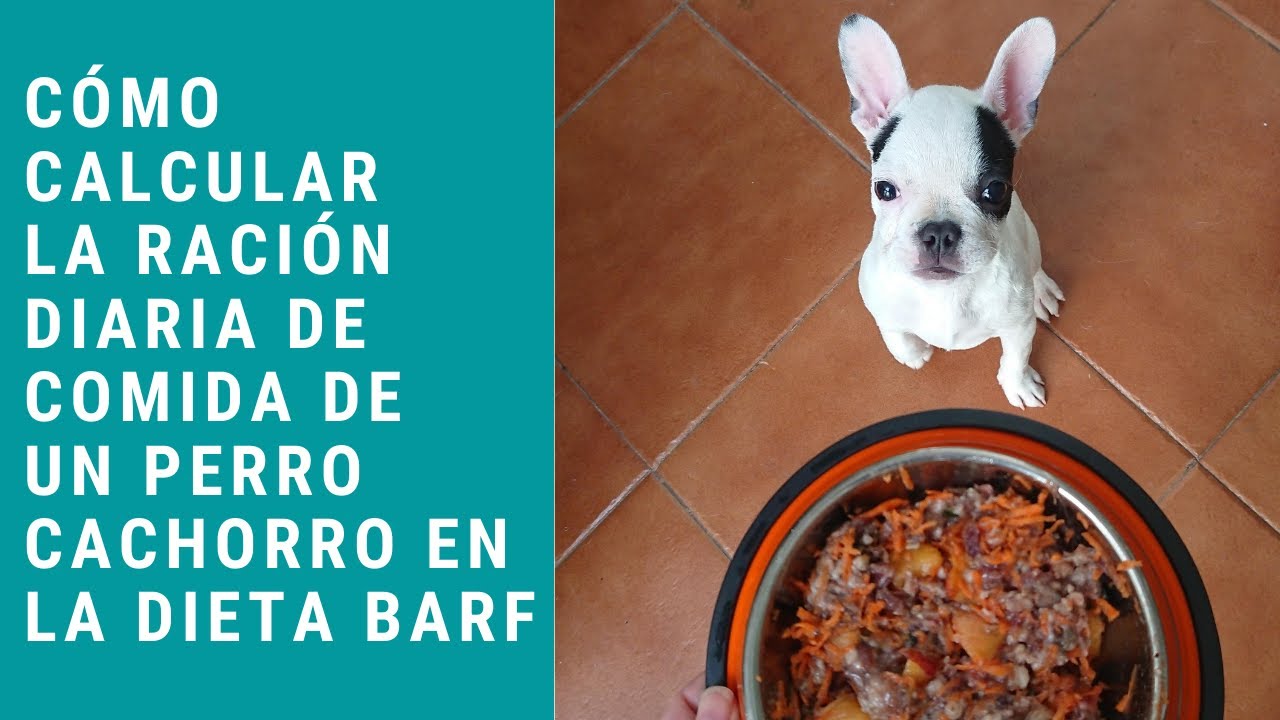 Cómo calcular la ración de comida de un perro cachorro en la dieta BARF
