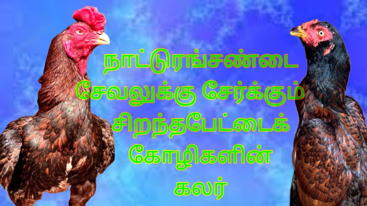 notrangseval breeding technical tips you can watch full videoandget more information make successful