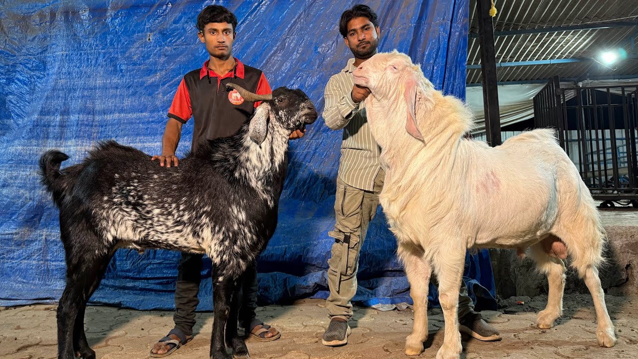TOP QUALITY HEAVY PATIRA and BOER of SAMAYA Goat Farm | Har Nasal Mai Tayyari Dikhegi
