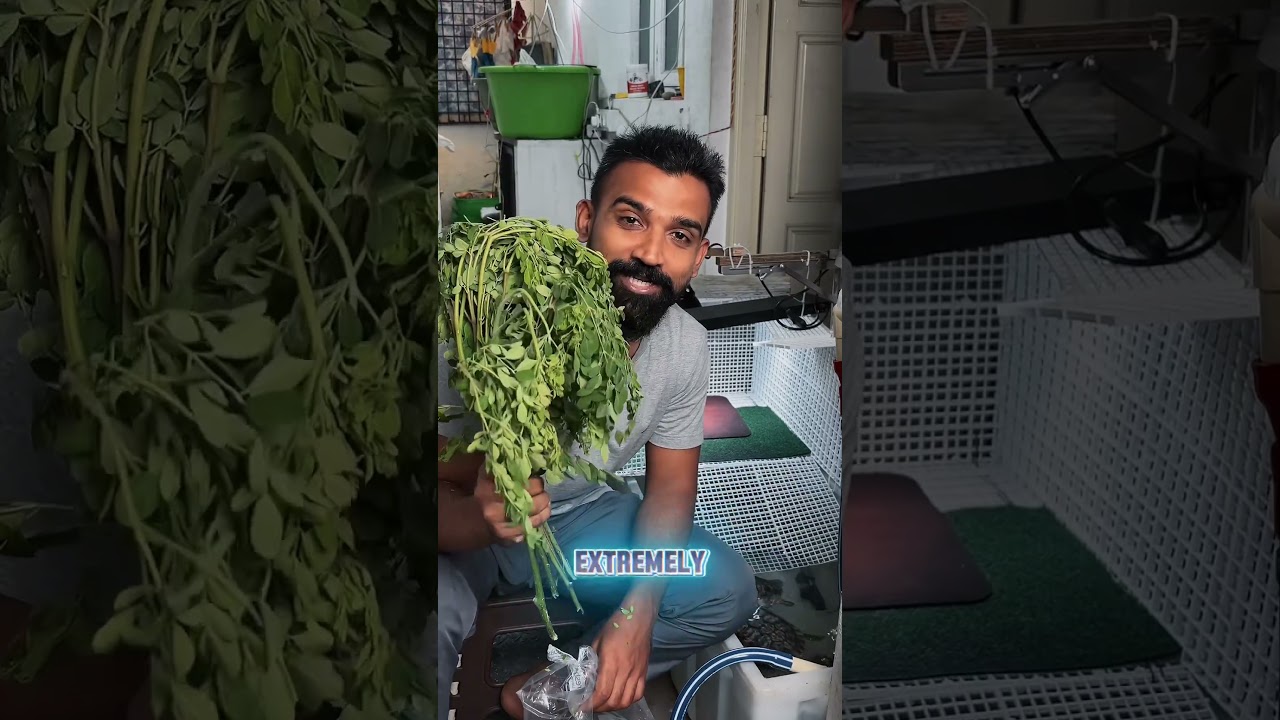 Wild diet secrets: 3 greens turtles naturally eat.