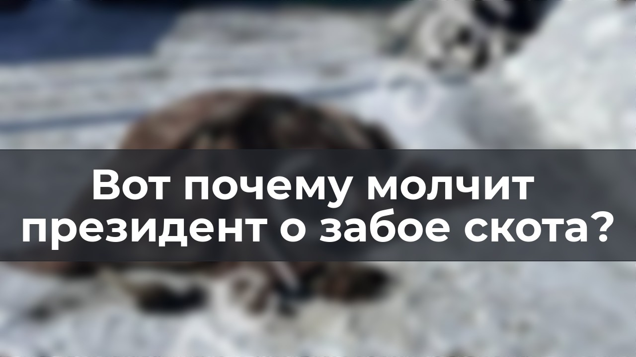 Вот почему молчит президент о зaбoe скота?