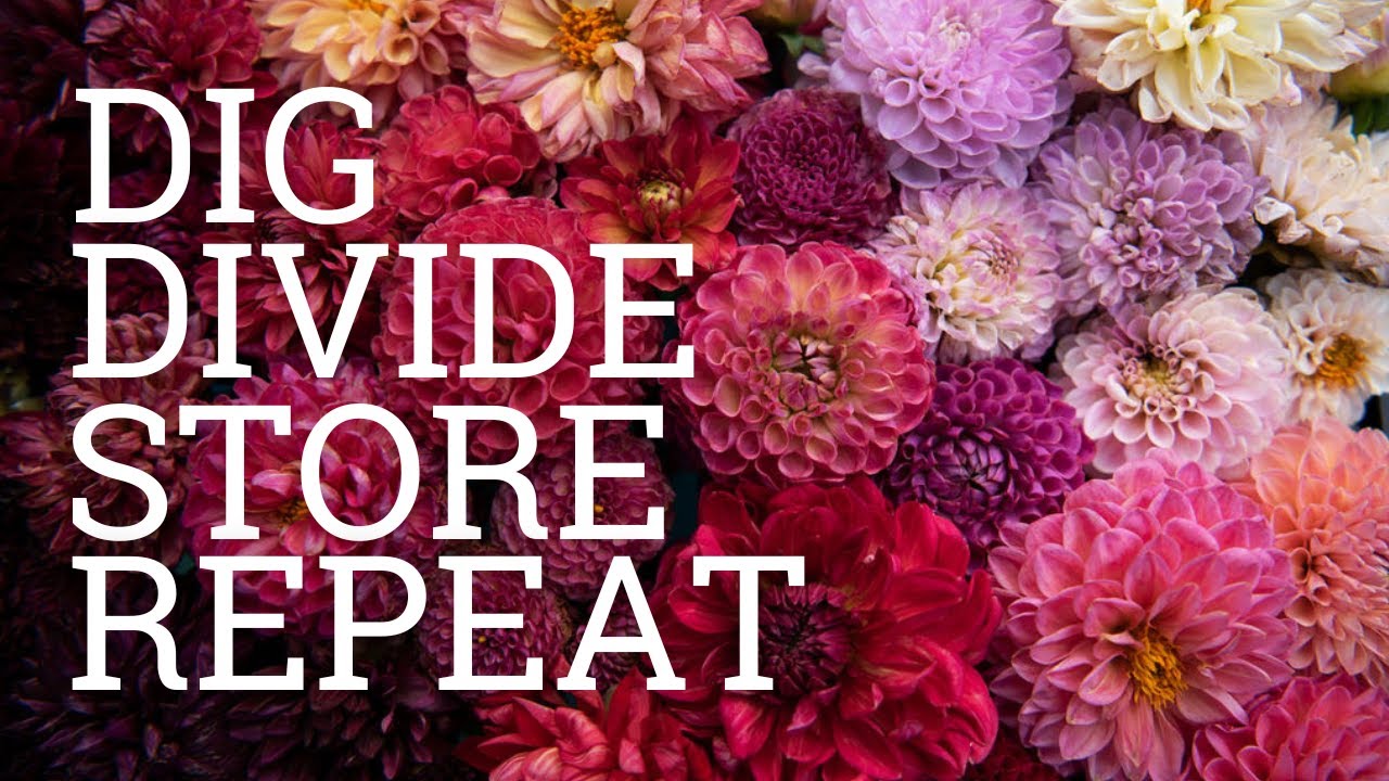 How to Dig, Divide, and Store Dahlia Tubers So They Don’t Die!
