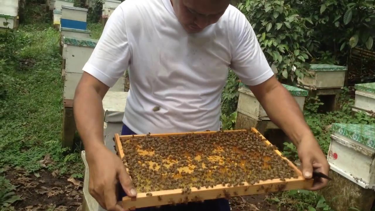 Пасечник на Филиппинах. Beekeeping in the Philippines