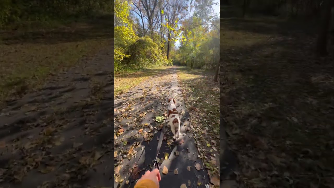 Fall walk 🐶🍁☀️🍂 #dogwalk #naturetv #fallleaves #cutedog #brittany #naturelovers #dogshorts