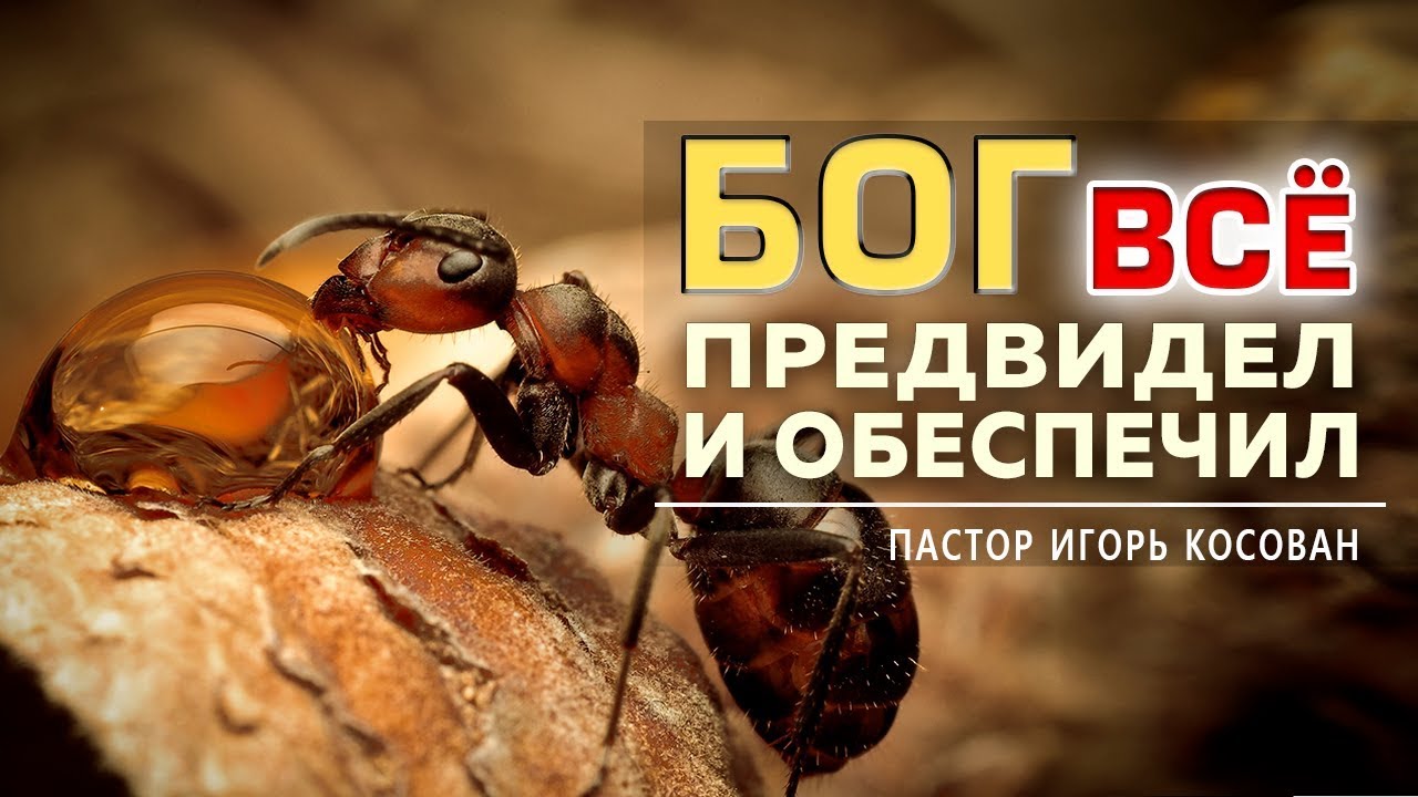 Проповедь - Бог все предвидел и обеспечил - Игорь Косован