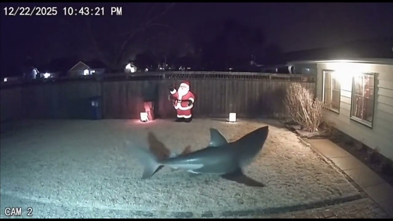 🎅CCTV | Animals are scared away by Christmas decorations #2