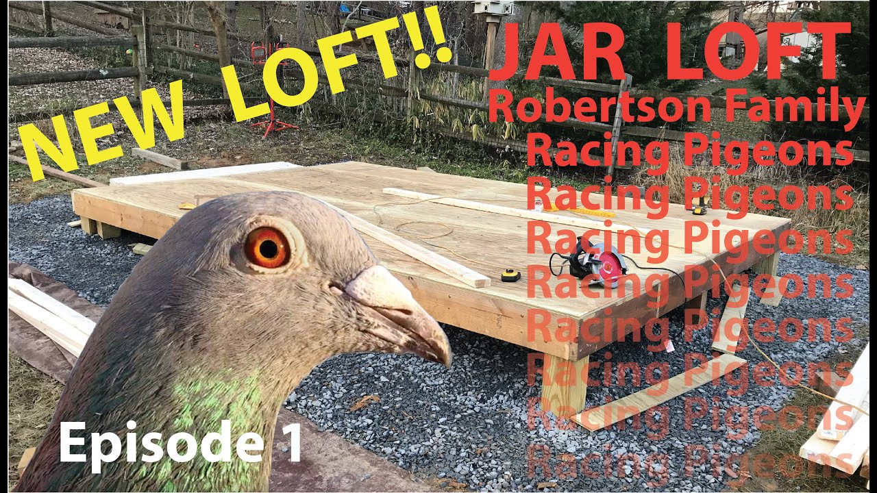 MD Racing Pigeon Loft Build episode 1: how to build to homing pigeon loft
