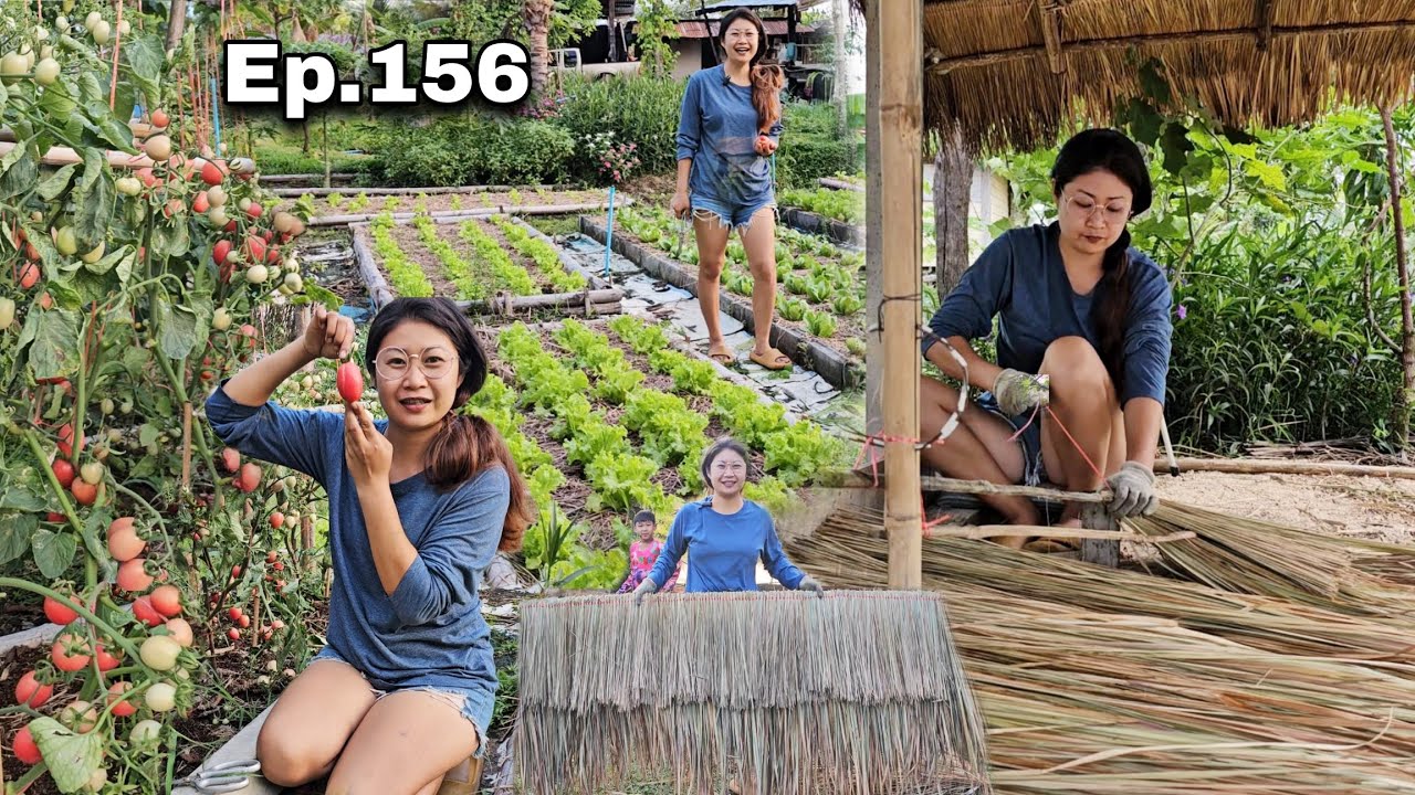Ep.156 ไพรหญ้าคามุงหลังคาเถียงนาน้อย 