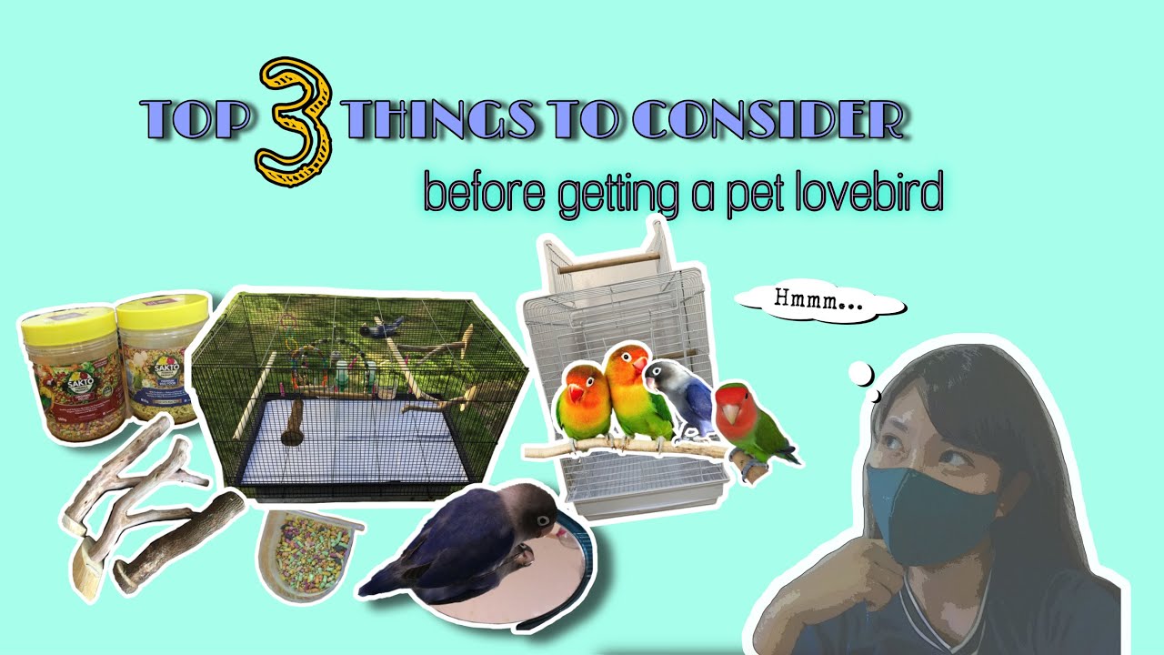 TOP 3 THINGS TO CONSIDER BEFORE GETTING A PET LOVEBIRD 🐦 | based on my experience