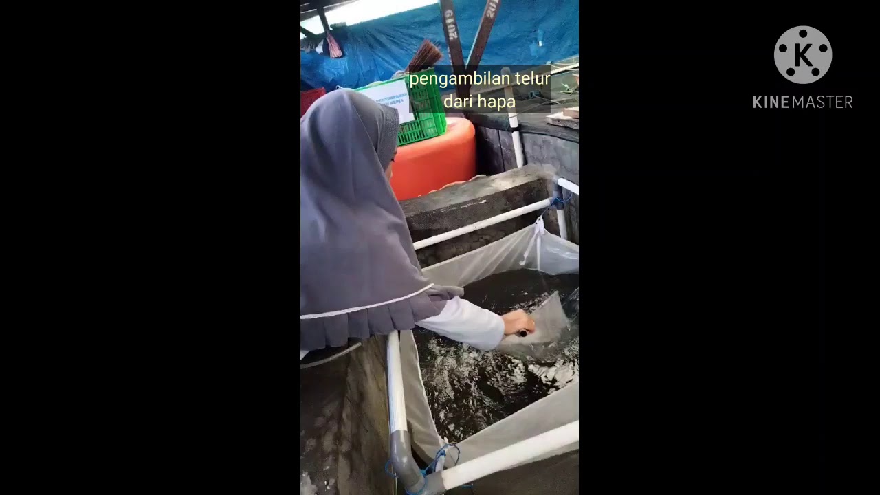 akhir dari  praktek  budidaya kerapu macan