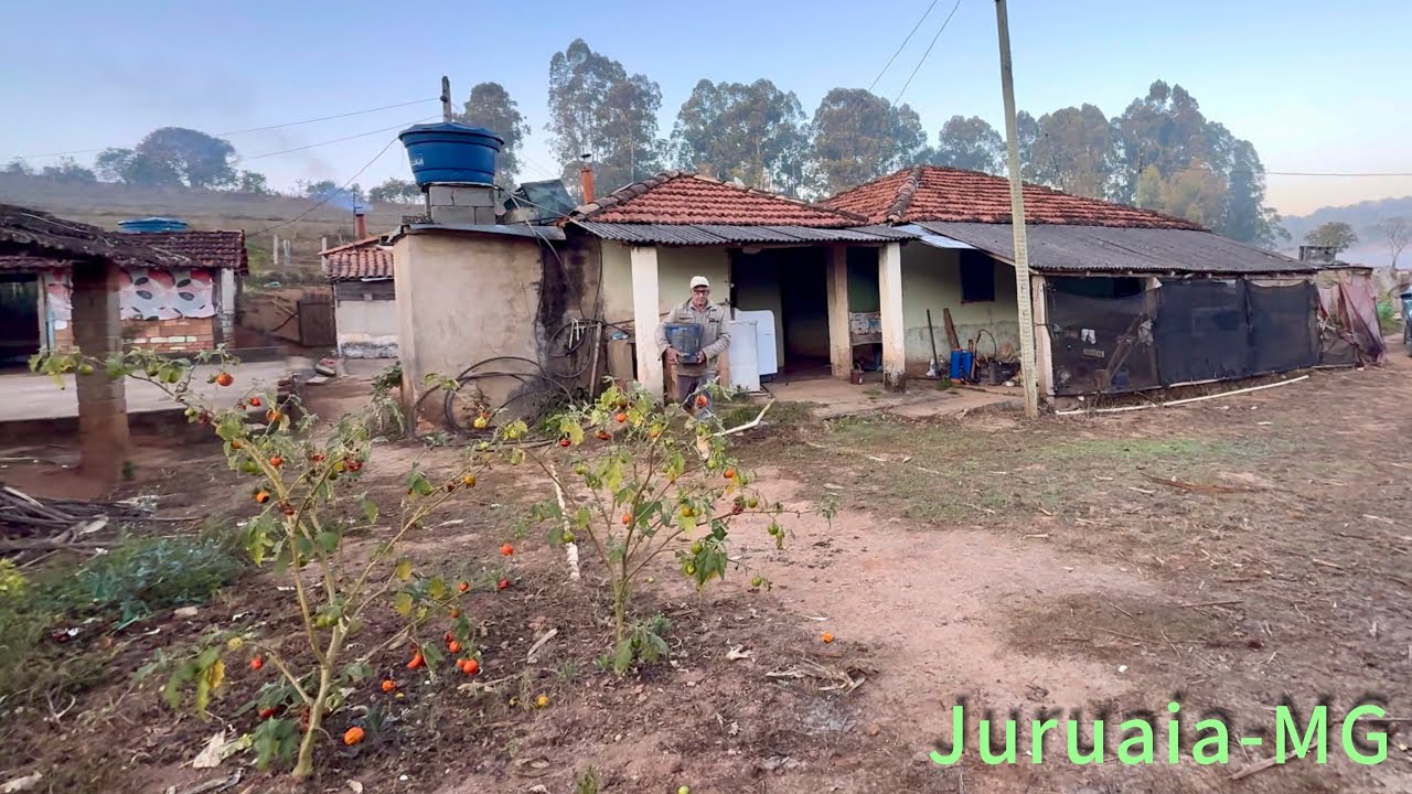 Seu Tonico planta, colhe e limpa o arroz do jeito raiz…