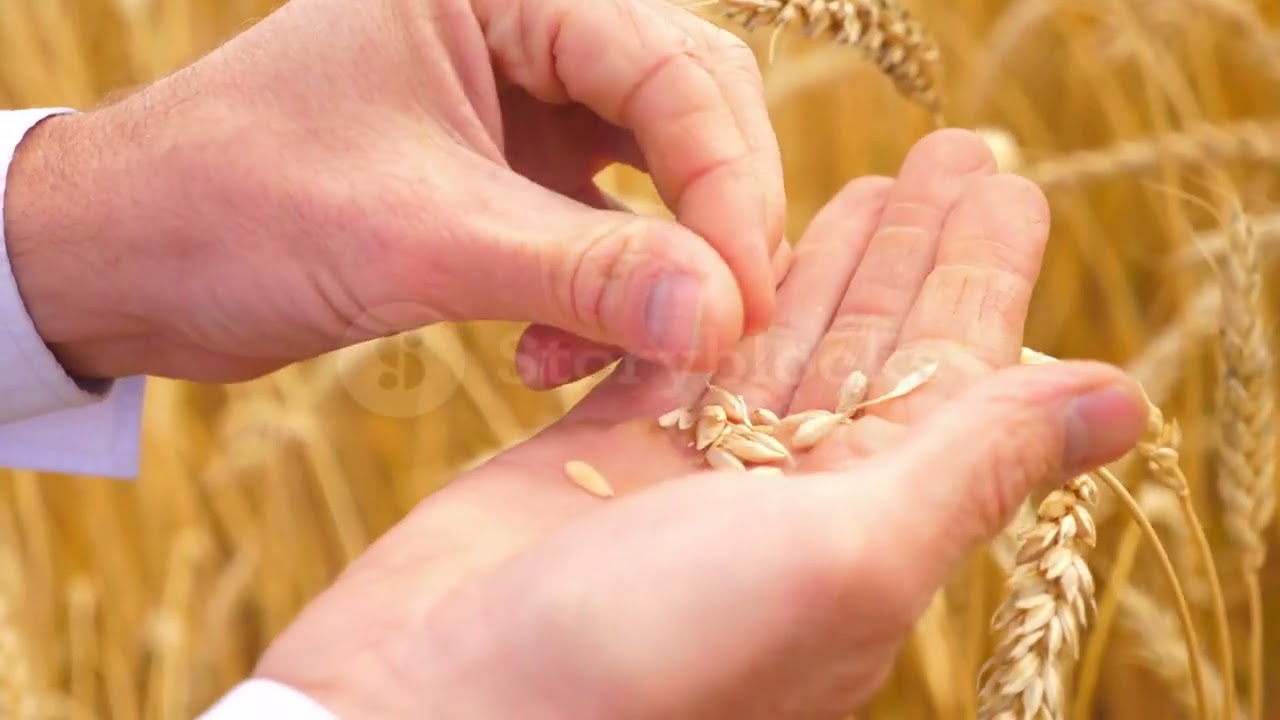 the hands of a farmer close up holding a handful of wheat grains in a wheat fi SBV 328039389 preview