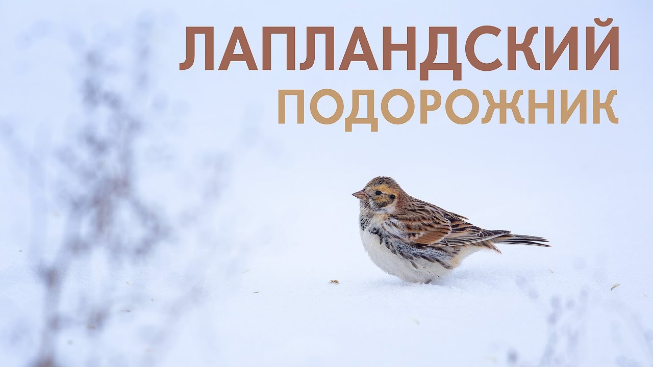 Северный гость - лапландский подорожник.