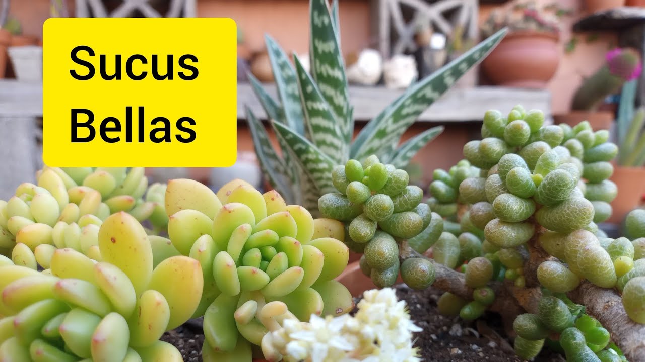 Trasplante de Suculentas #suculentas #sedum #lasplantasdegeral #jardin #sedumhernnadezii