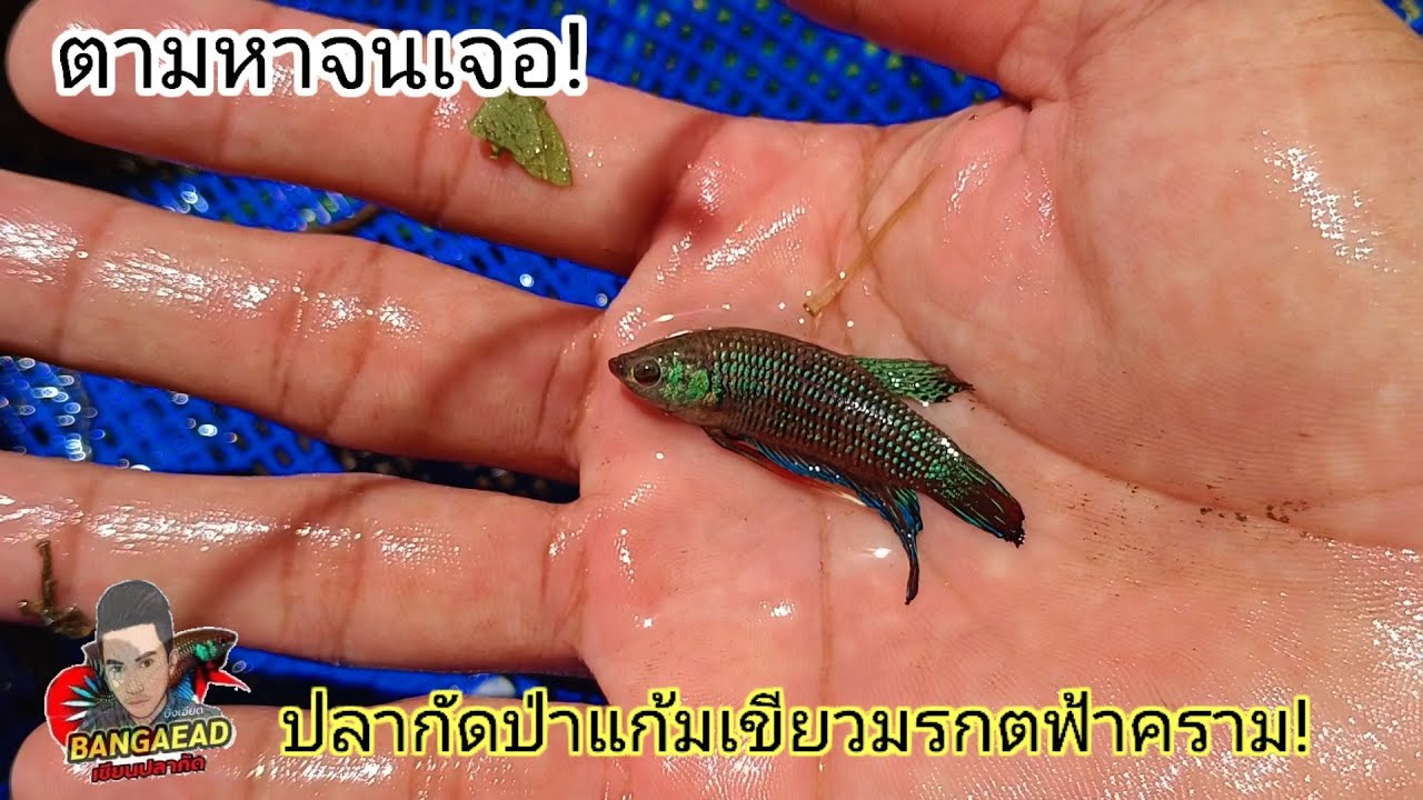 ขับรถทางไกล ตามหาปลากัดป่าเขียวมรกต จนเจอ!