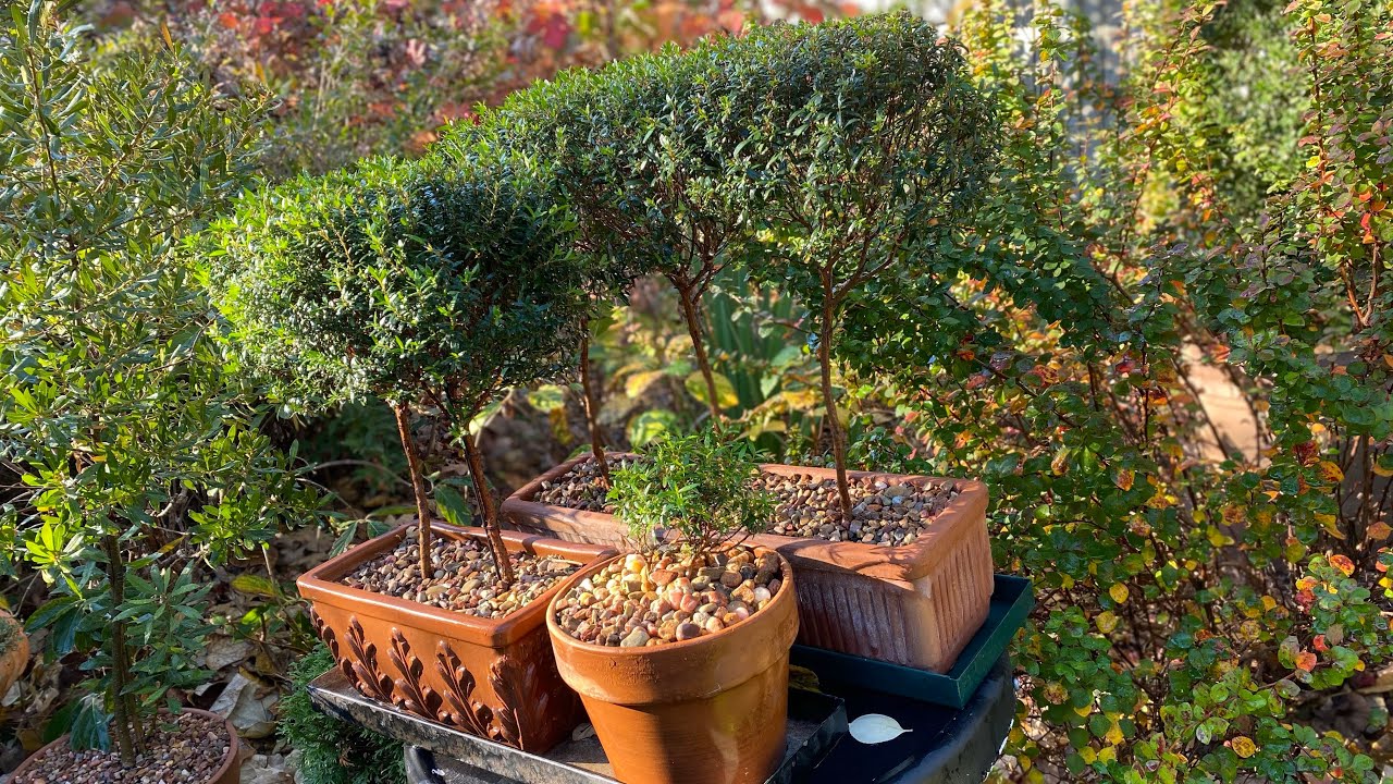 5 Winter Gardening Care Tips for MYRTLE TOPIARY