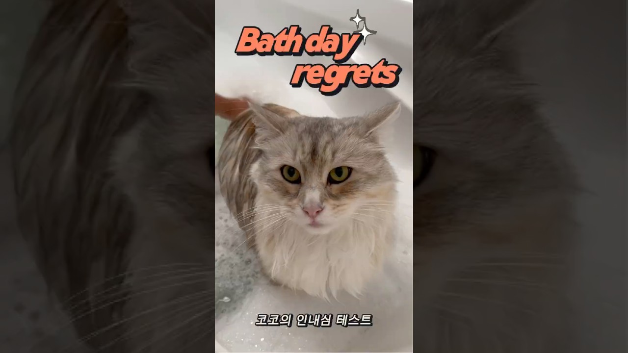 목욕하는 고양이 🛁🐱