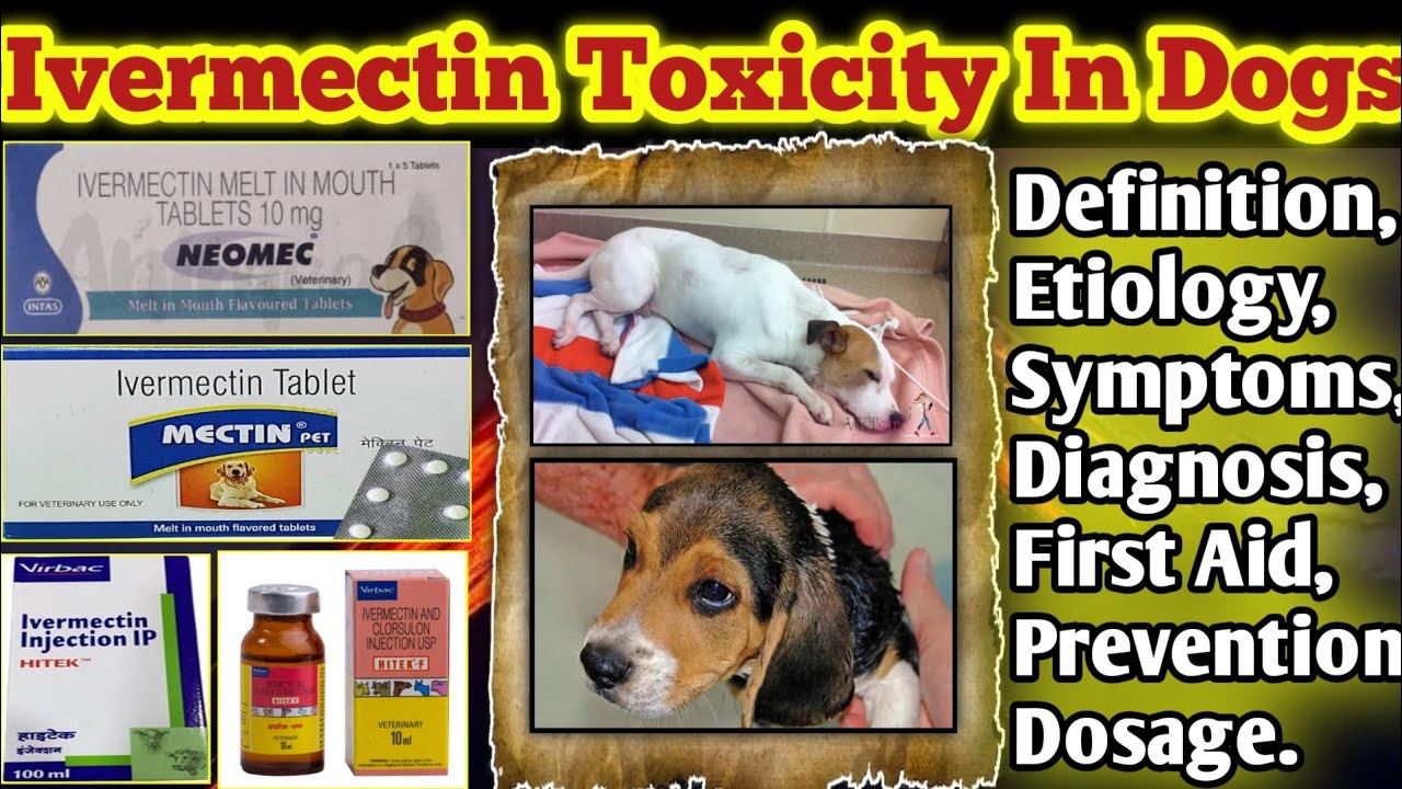 Ivermectin Toxicity 😱 In Dogs || Ivermectin In Dogs And Cats || Ivermectin Safe ✅ or Not ❌ || Detail