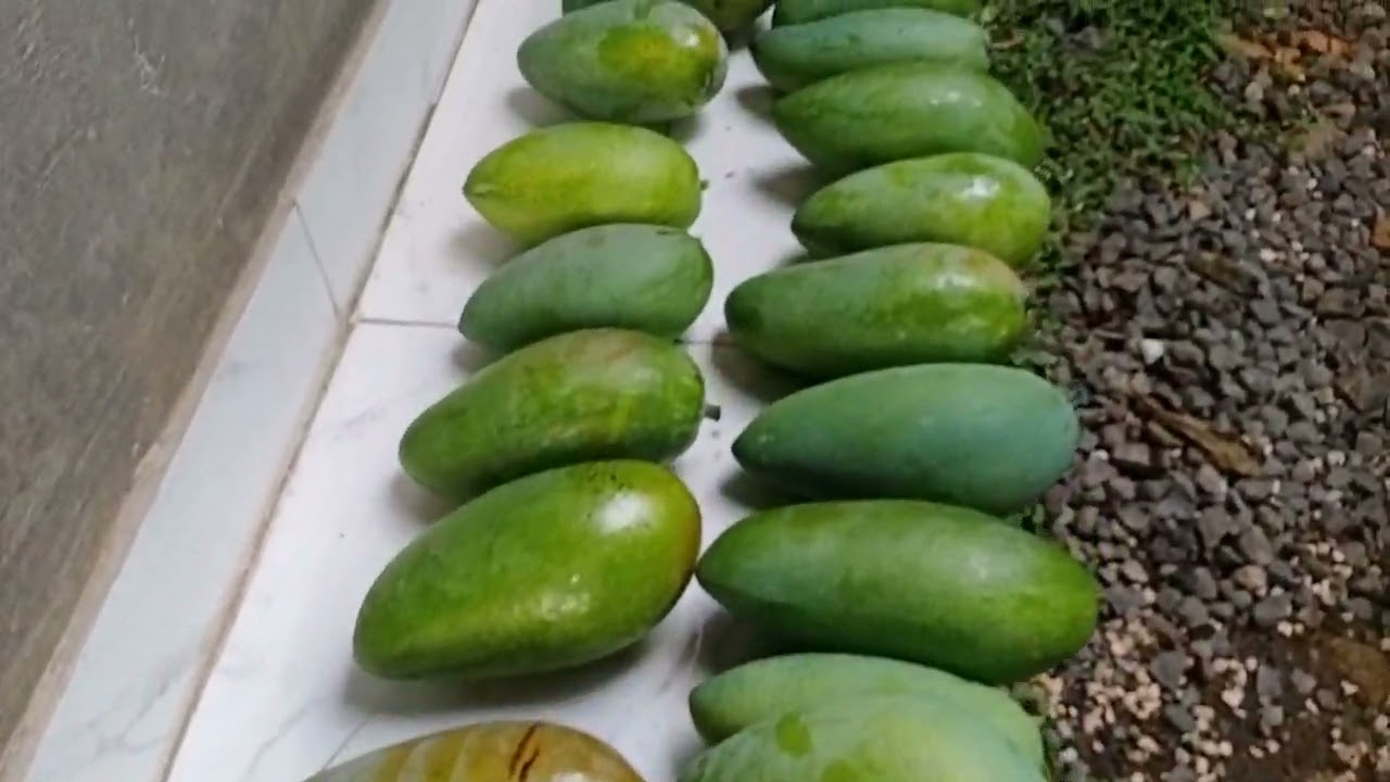 Panen mangga kiojay. Udah panen yg ke 4