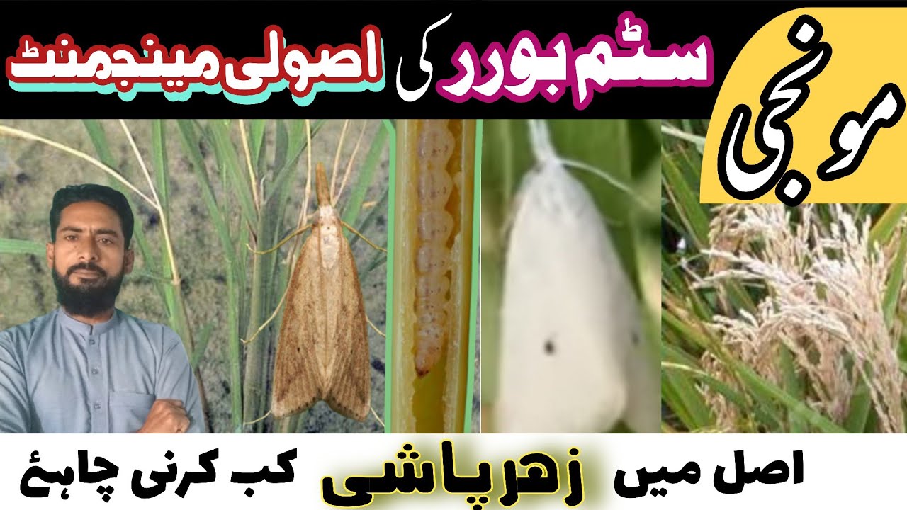 Rice stem borer. Paddy stem borer management.